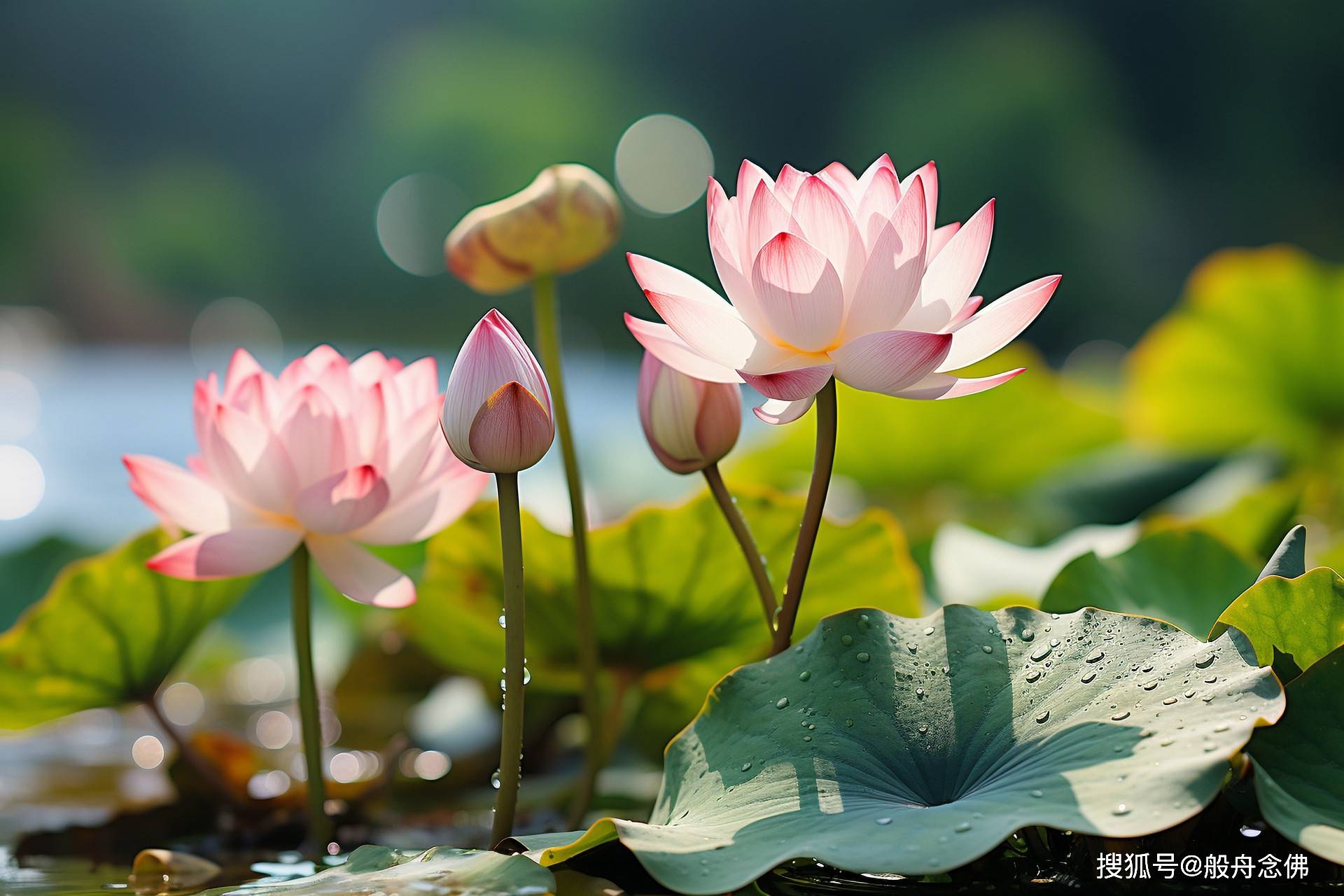 从水结晶图片演绎关于念力的若干根本问题(一)_一念_觉悟_佛陀