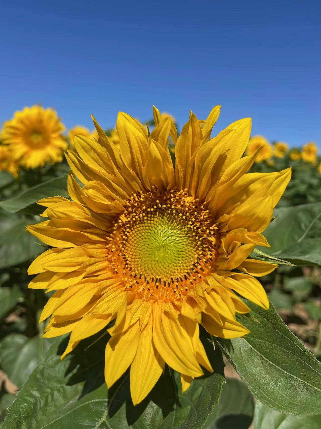 网上卖外挂软件平台