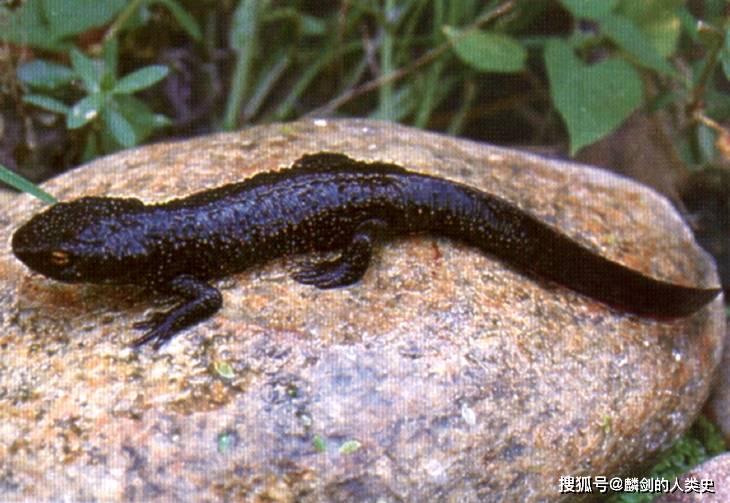 日本蚖科蚖亚目原尾目内口纲六足亚门节肢动物门