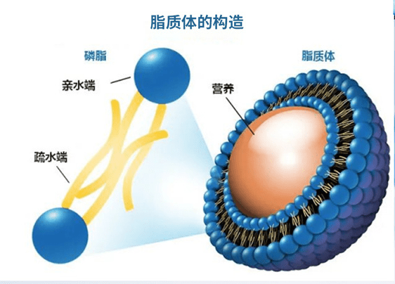 产品:荧光脂质体-用于追踪和检测的脂质体磷脂酰甘油脂质体磷脂酰