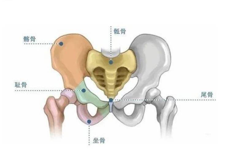 人体的骨盆由左