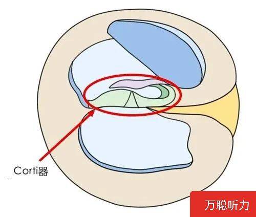 天長萬聰助聽器帶您走進前庭相關聽力學_corti_聽覺_淋巴液