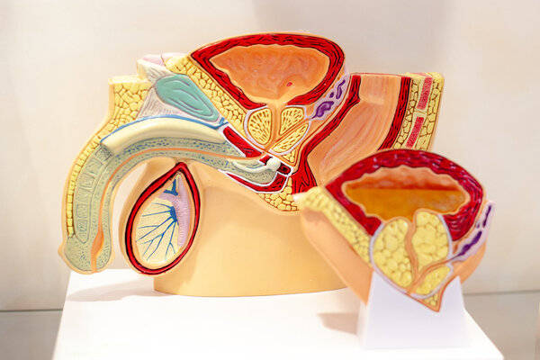 广东医生首次揭示:克兰费尔特综合征男性内分泌特征_睾丸_生殖