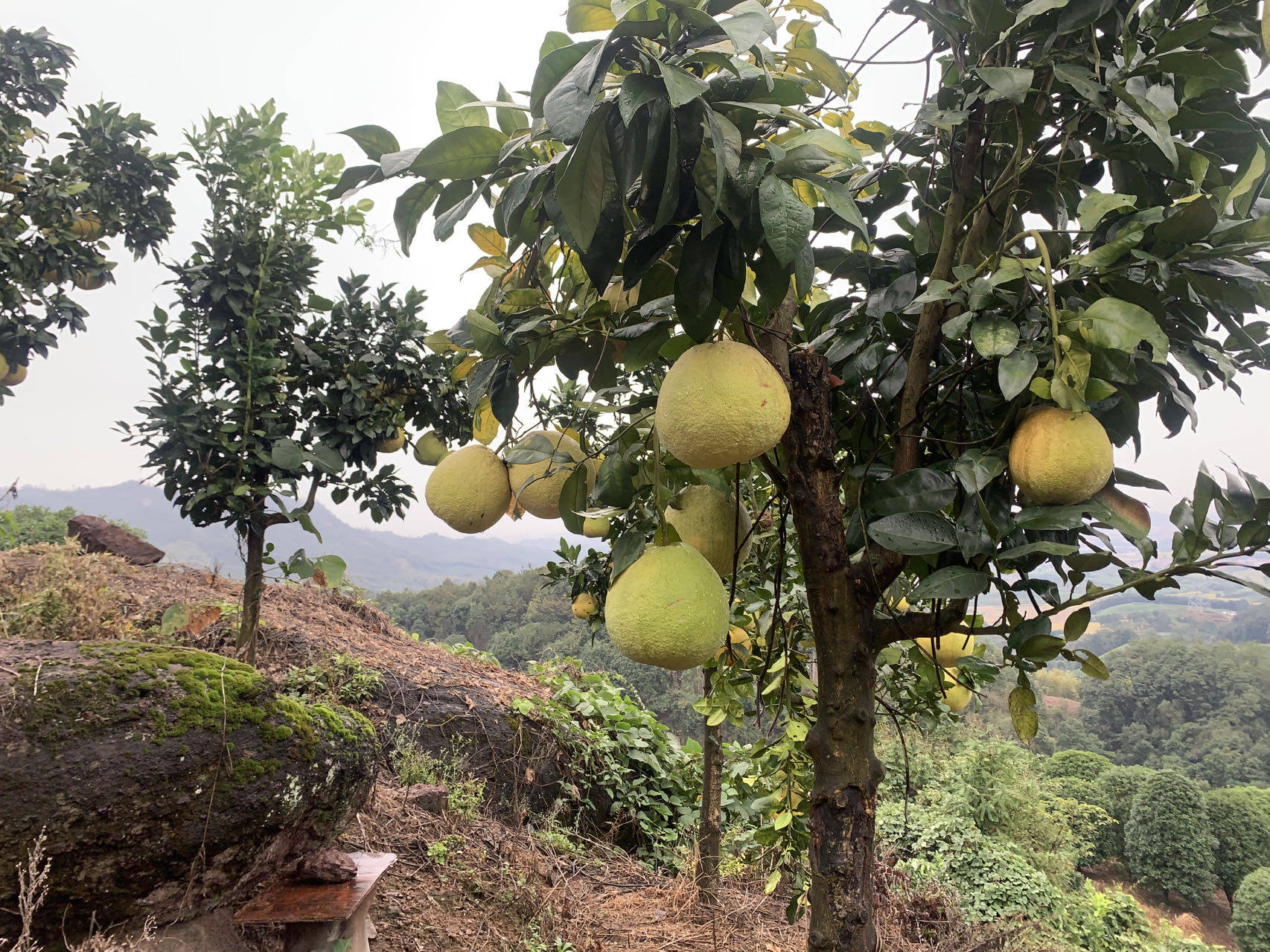 生长在借手坑"活"石头山上的马家柚_种植_村民_果树