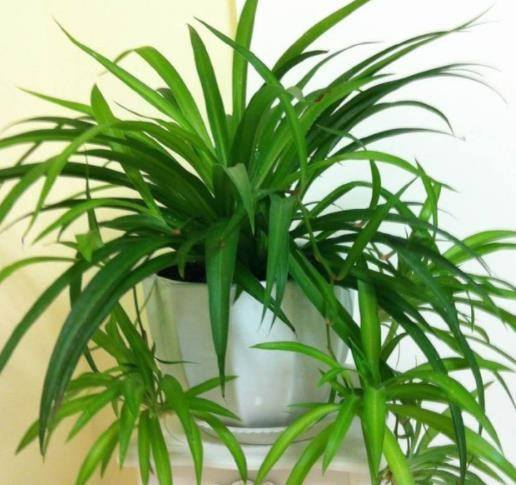 室内真正的"吸毒大王",有钱没钱都要养一盆_绿色植物_空气_吊兰