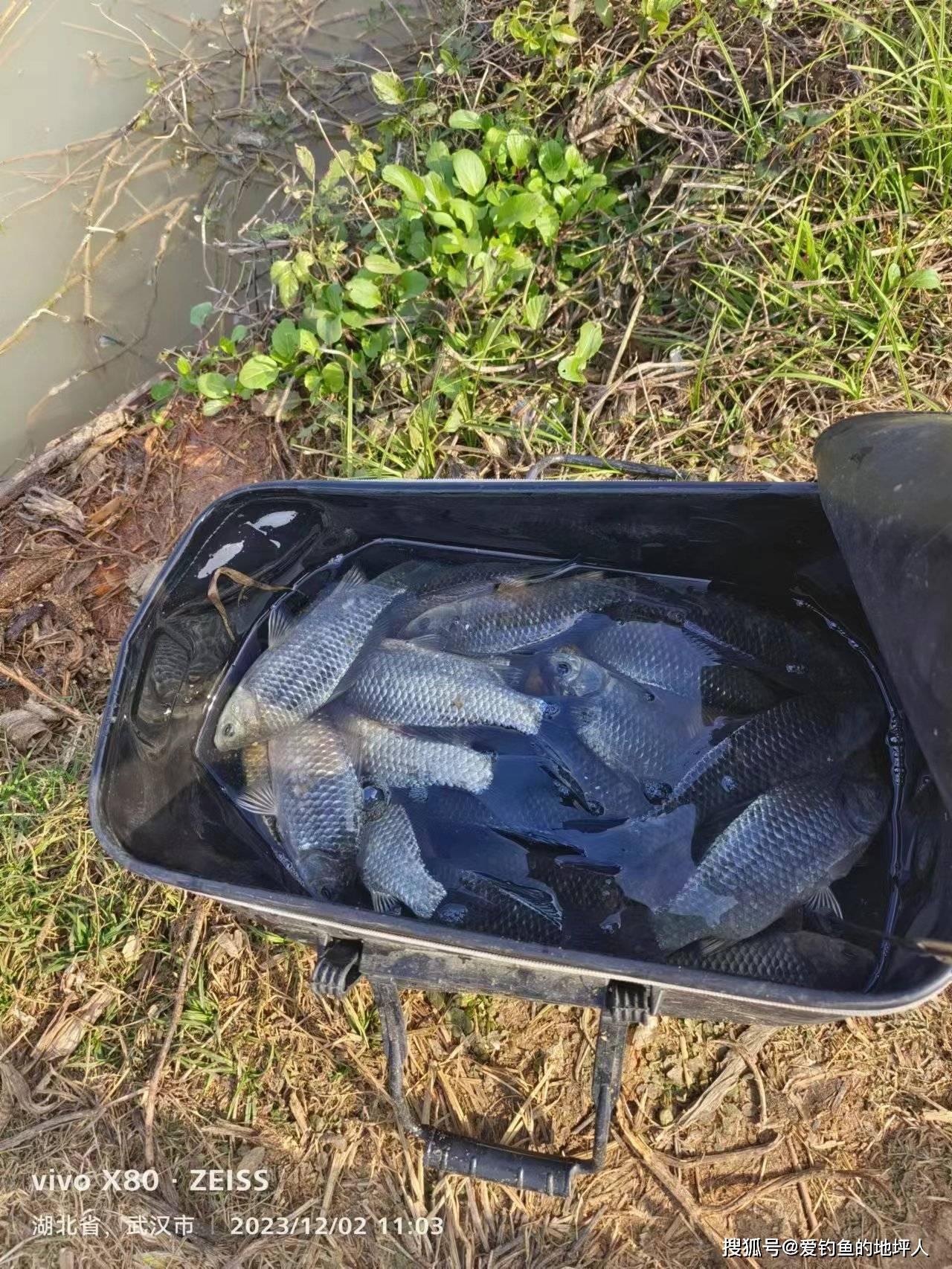 盘龙城休闲野钓好去处:盘龙城府河老卢野钓场(高德导航:府河老卢野钓