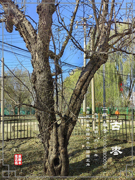 丰台区万丰公园(原靛厂村)的一棵古枣树