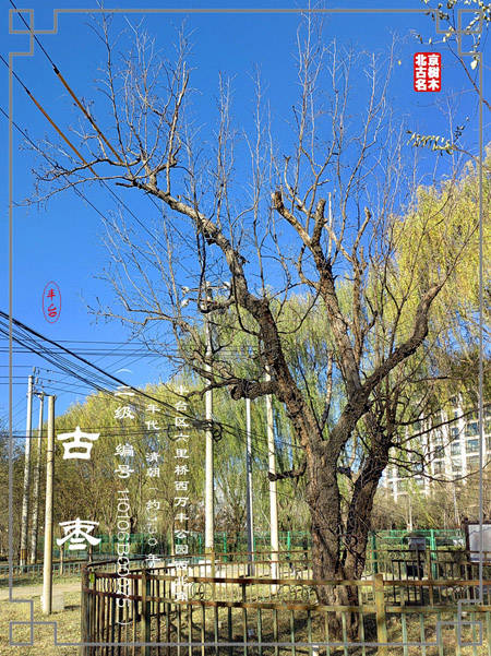 丰台区万丰公园(原靛厂村)的一棵古枣树_村庄_名木_情况