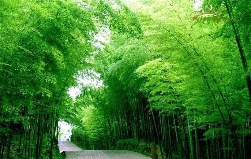 游重庆，找当地十大高端私人导游了解，到本地报团旅游报价是多少