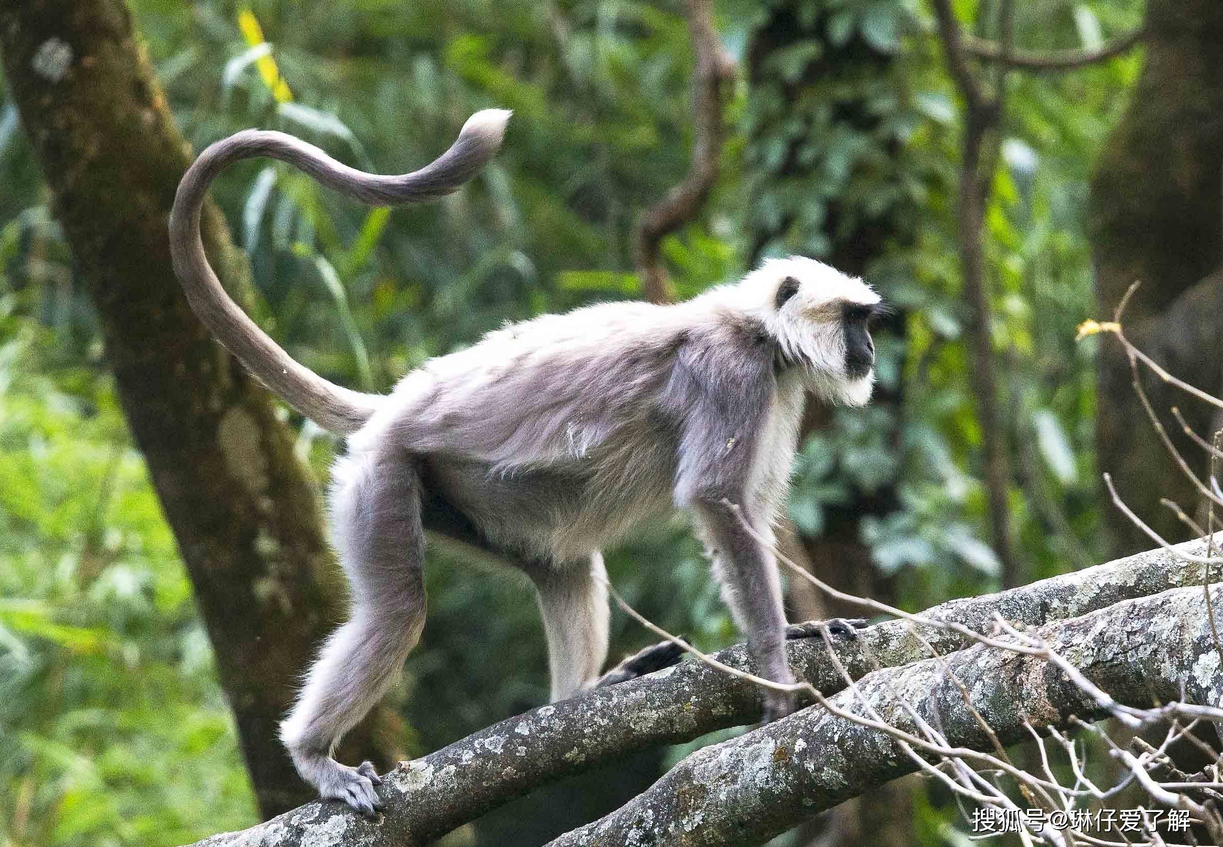种群数量也很少,但在其有限的分布区内,这种走路举着长尾巴的大猴子却