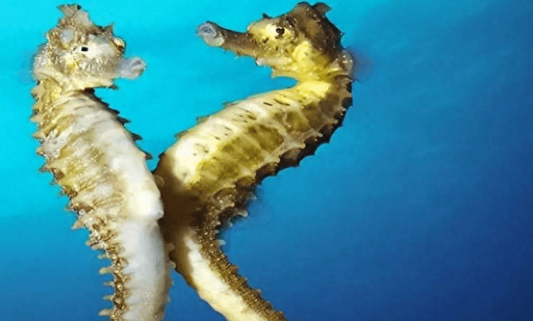 海洋中的舞者：海马的秘密是什么？ 神秘生物，生存挑战与人类(图1)