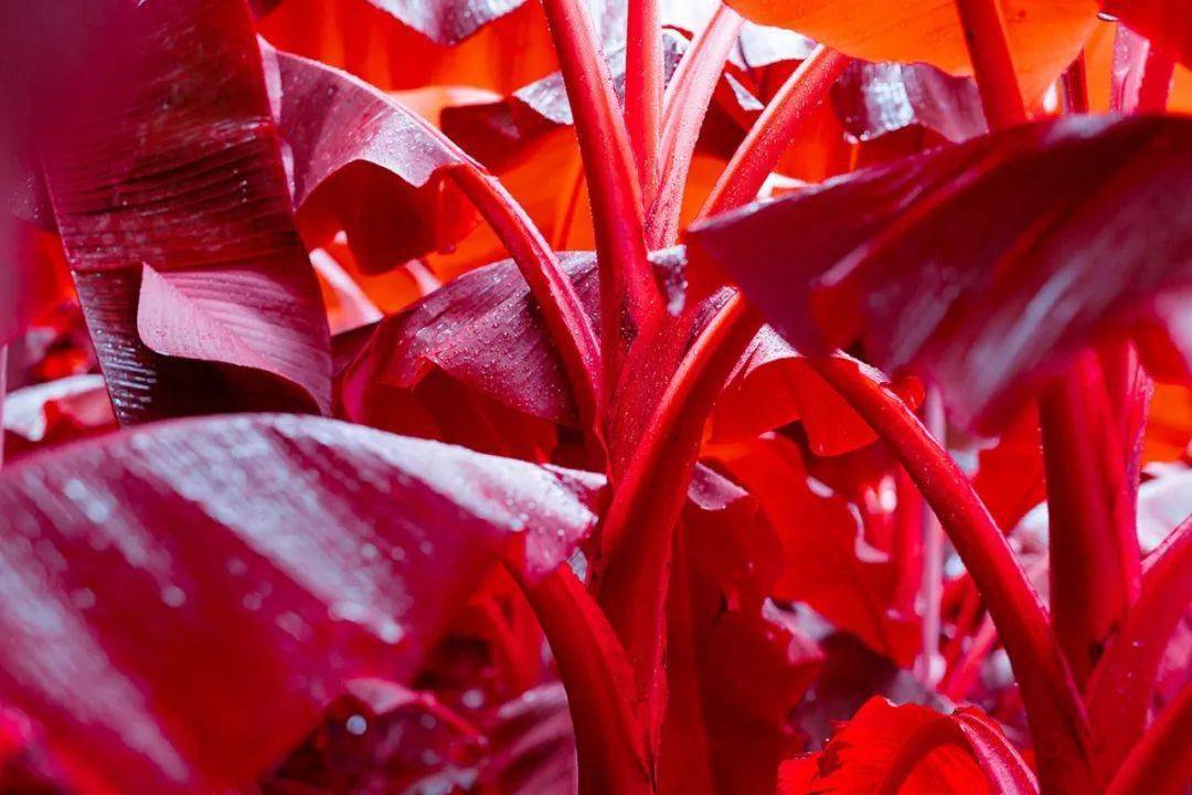 同样大红大绿他的就舒服而咱爸妈的就