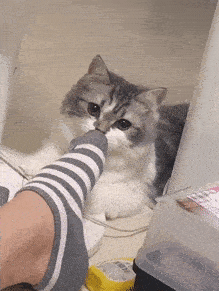 脚兽太臭还是猫咪太骚其实这是猫咪的裂唇嗅反应当猫咪接触到环境中