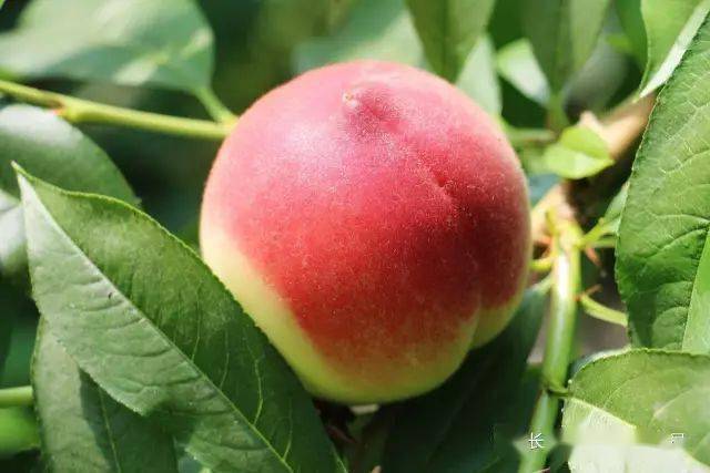 设计师瓜果梨桃烤全羊周末就要过得不一样