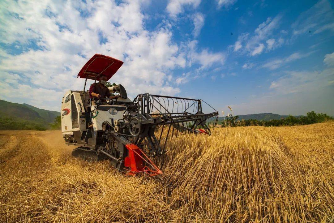 杏黄麦熟回家收麦啦