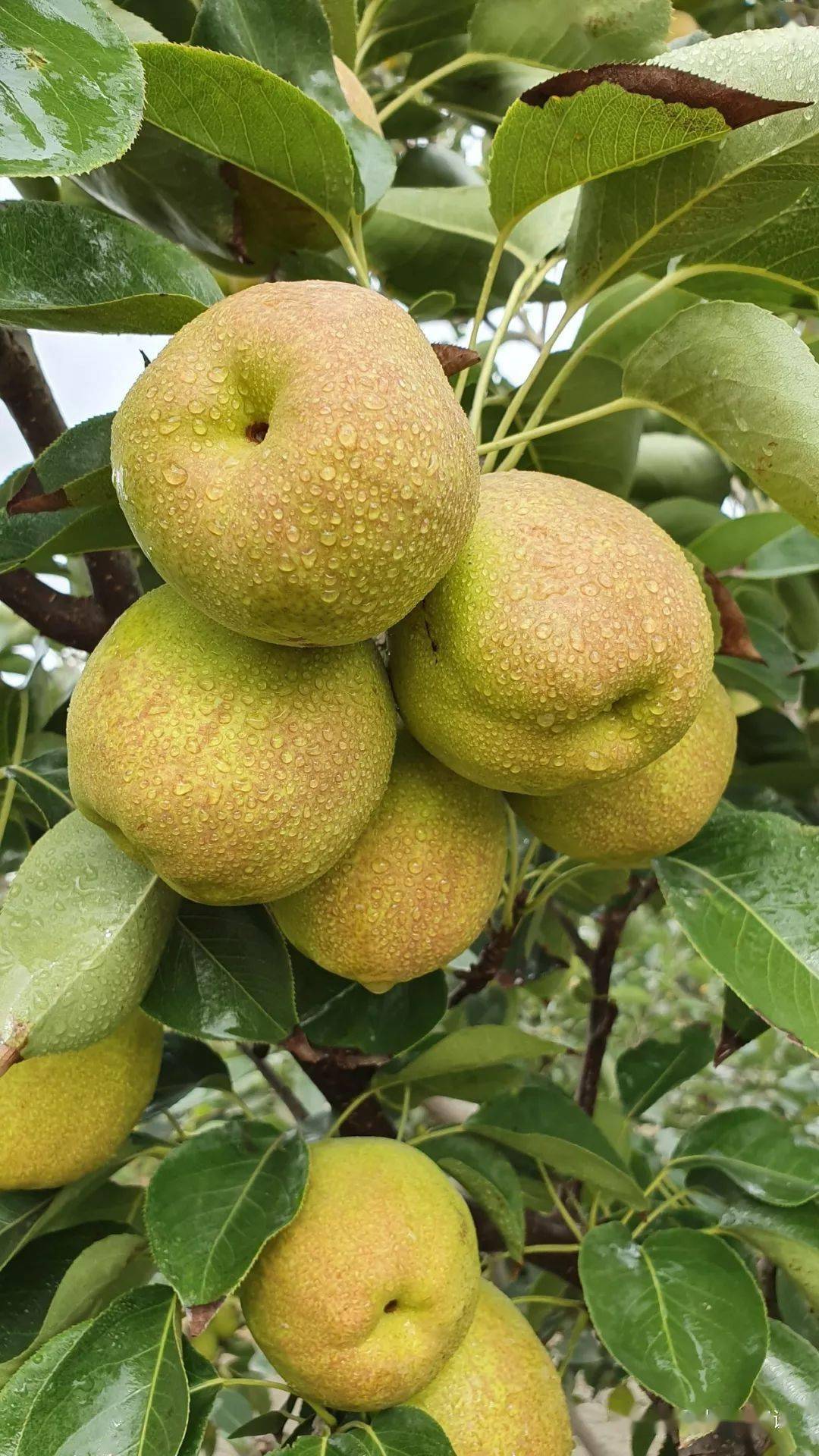 新疆库尔勒香梨上半年亏损较严重四处寻求销售渠道