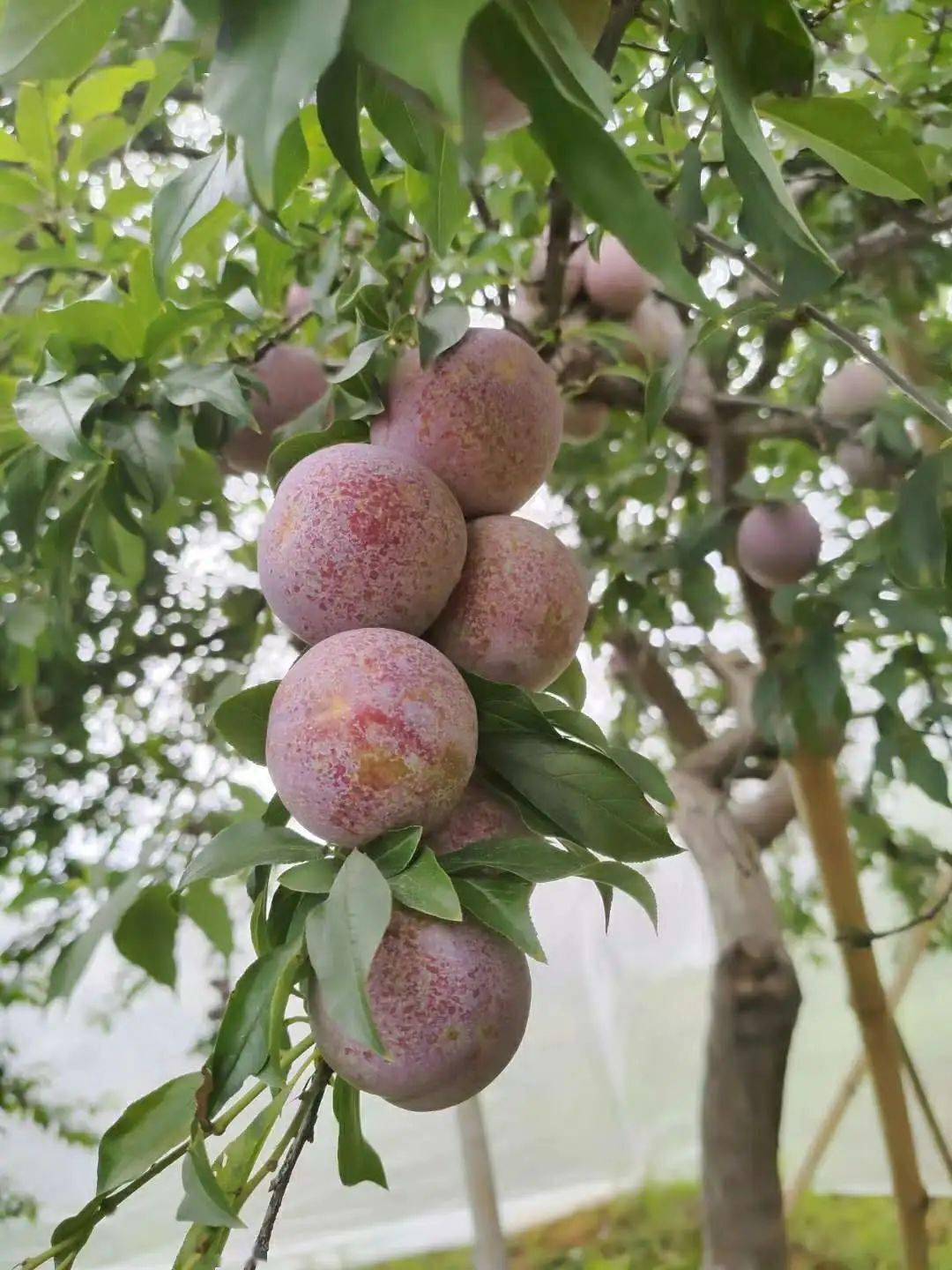 渔涝麒麟李上市啦李中之皇封开麒麟李熟了现在邀您一起去云采摘