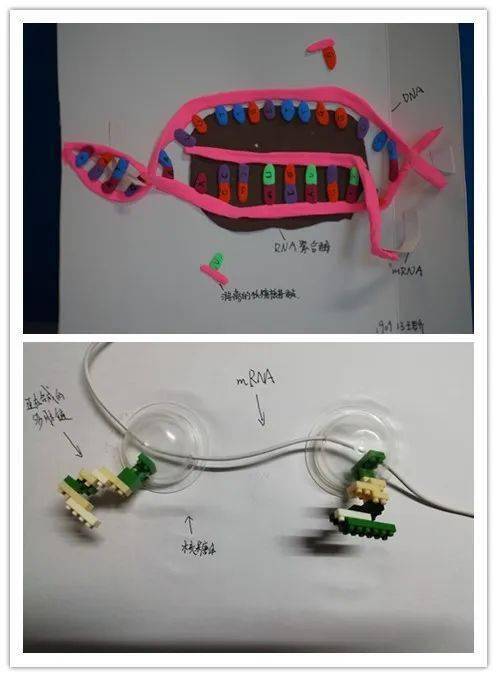 核糖体模型图图片