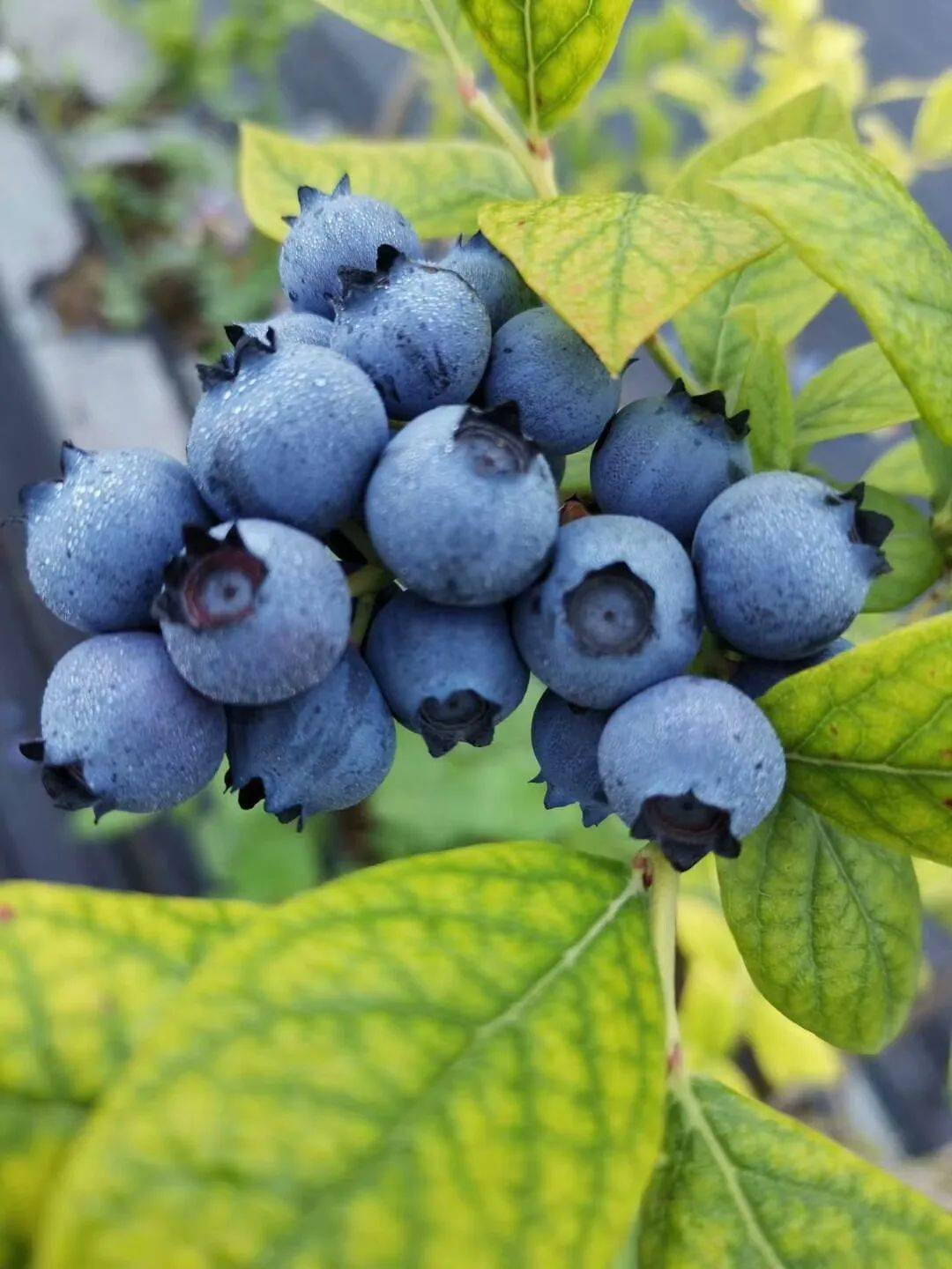 美味蓝不住阳山最新蓝莓采摘地来了就在