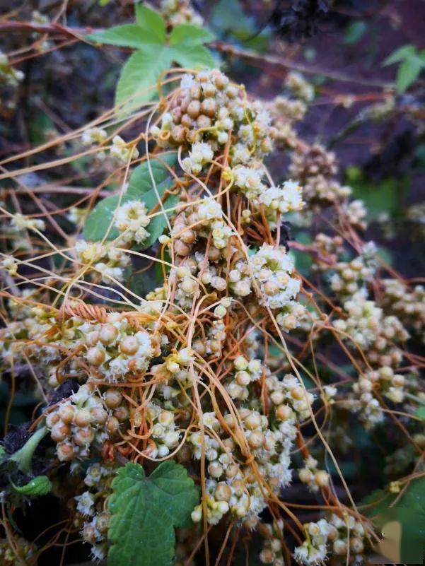 阅鉴本草 | 植物界的"蚂蟥"——菟丝子_手机搜狐网