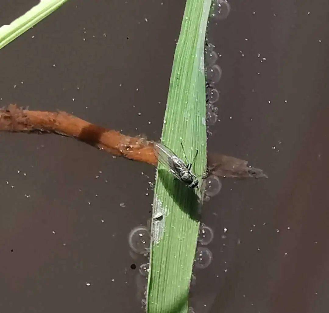 水稻潜叶蝇发生趋势预报