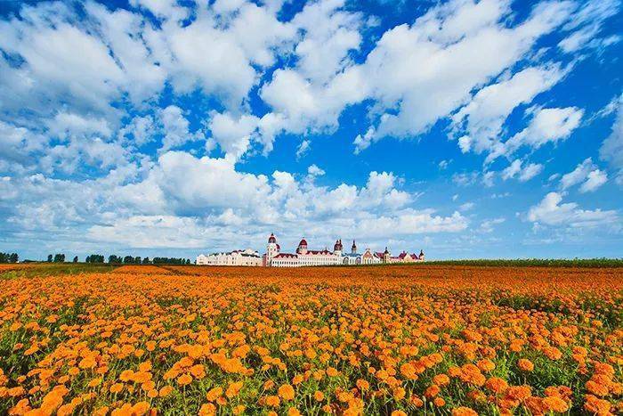 【云游鹤岗】花城--鹤岗,来吧展示!_花海