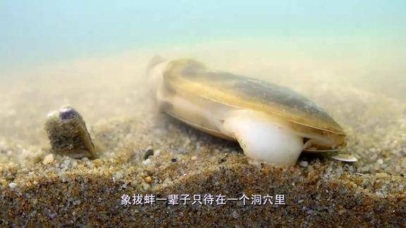 北部湾特有的贝类牛鞭螺是老广人追逐的名贵海鲜渔民冒险海捕