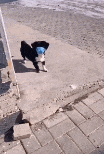 216_318gif 动态图 动图