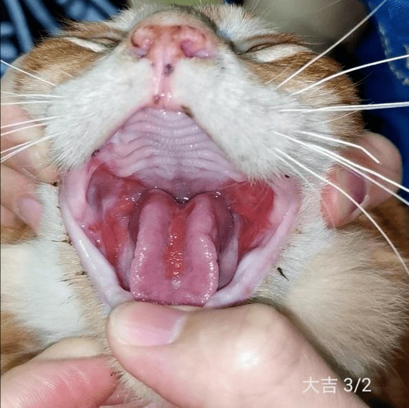 猫咪口炎照片图片