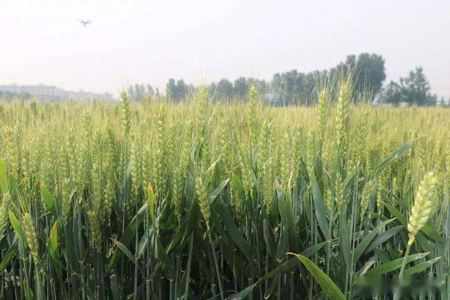 5～229.6天,平均熟期比对照品种周麦18早熟1～2天.