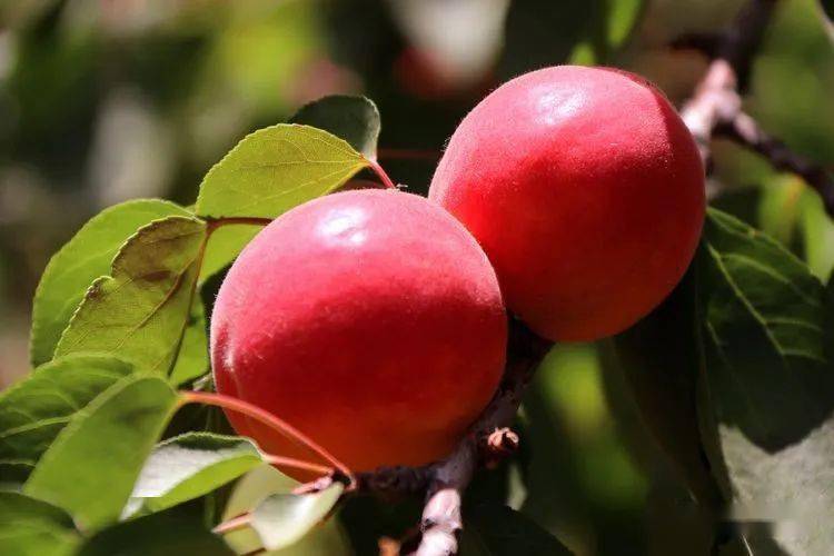 过了青梅杏子红