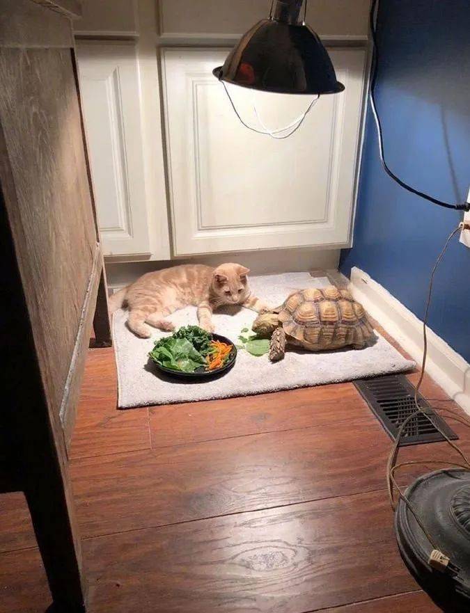 小橘猫陪乌龟朋友吃饭饭，陪着陪着就…