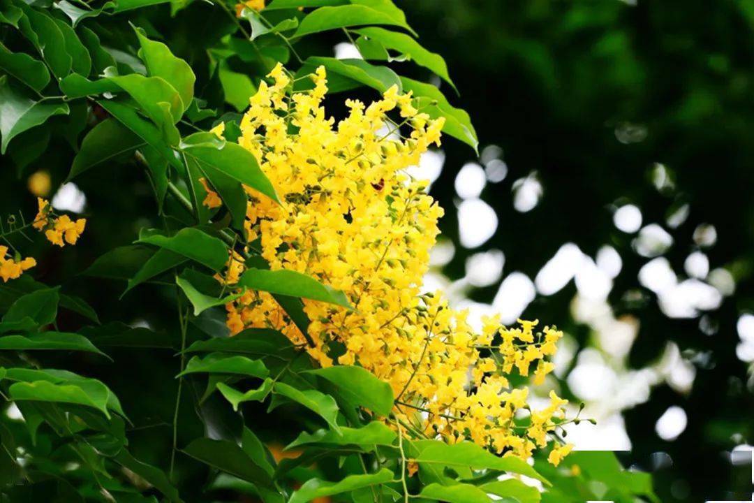 娇黄的花小而素紫檀花开满树黄金开校园花儿朵朵迎娶夏惊醒虎外娇紫檀
