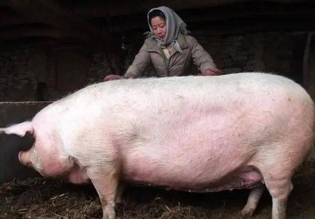 原来,这头大肥猪被五花大绑地捆在了小货车的顶部,此时它露出大屁股