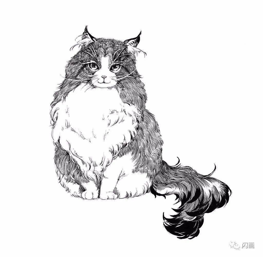 超详细针管笔手绘教程：挪威森林猫_搜狐网, image size:1024x1000