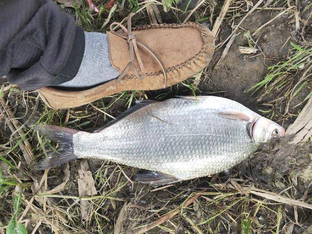 长江想传统野钓飘柳叶鳊鱼老钓友为你备下秘笈