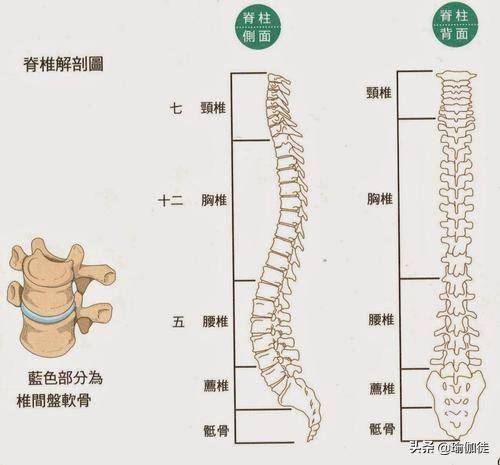 脊柱的结构在我们中的很多人都遭受着腰痛,尤其是最低层脊椎的椎间盘