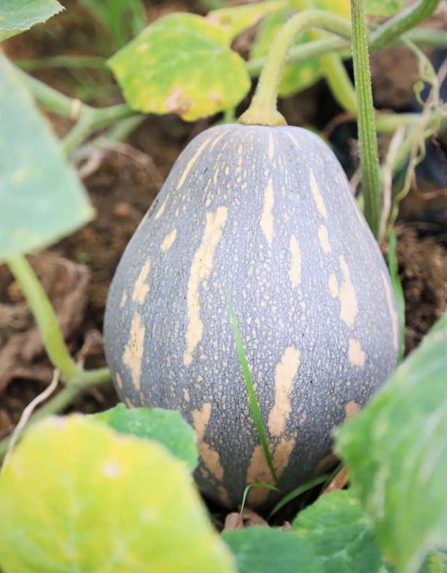 贵港这里的香芋南瓜熟了