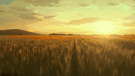 节气芒种夏至天走路要人牵