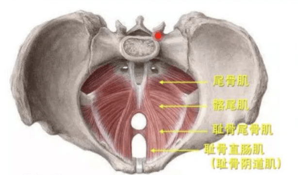 盆底肌肉就像一条弹簧,将耻骨,尾椎等连接在一起
