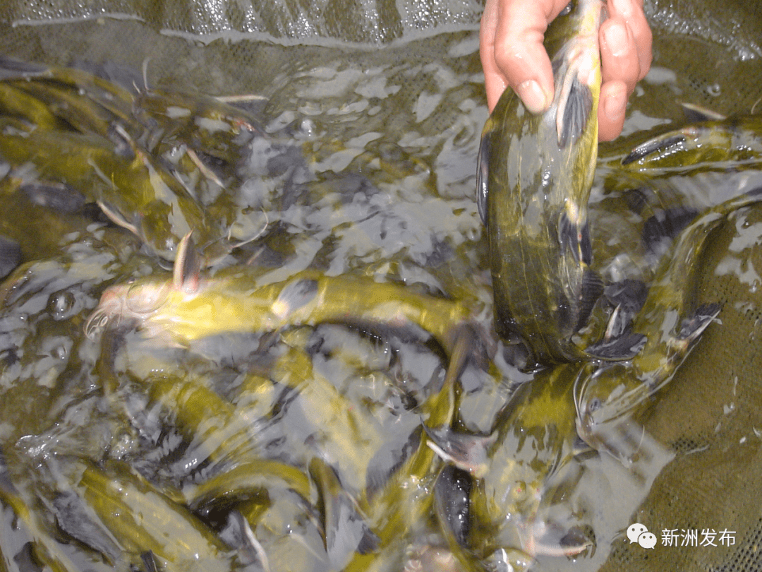 "涨渡湖黄颡鱼"申报国家地理标志保护产品