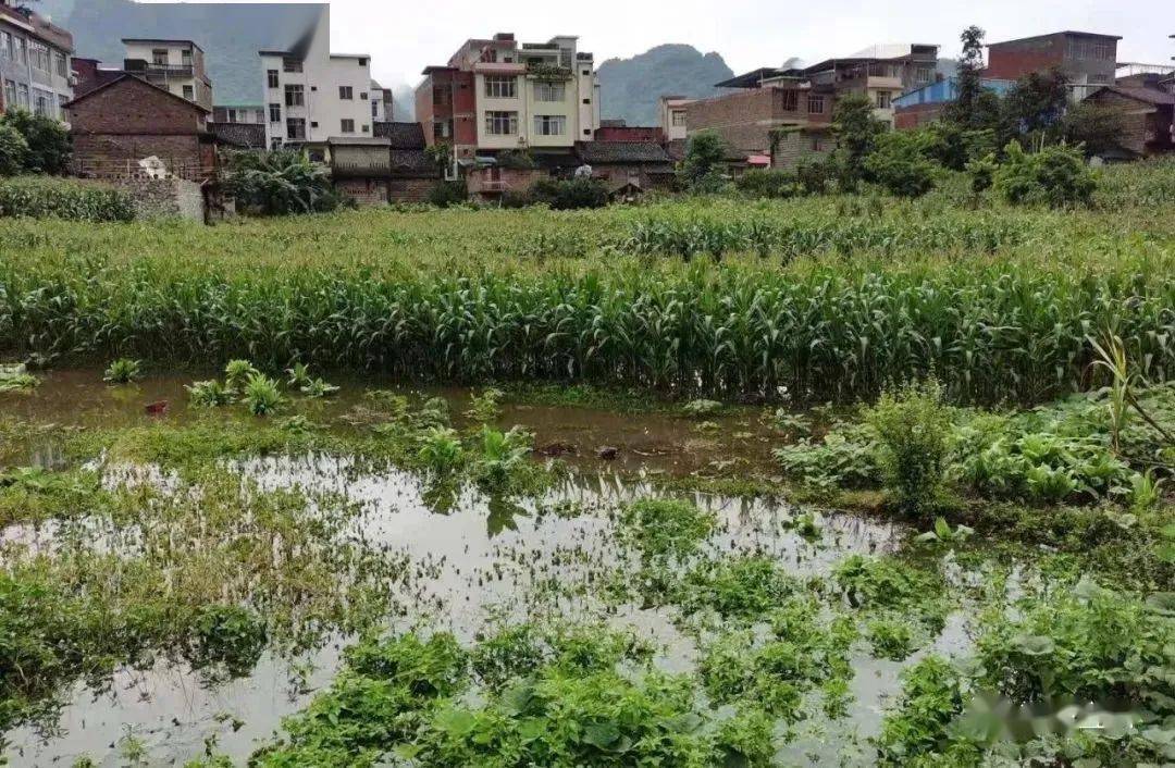 宜州多地暴雨内涝党员干部带领村民排涝除险未来两天还有雨请注意防范