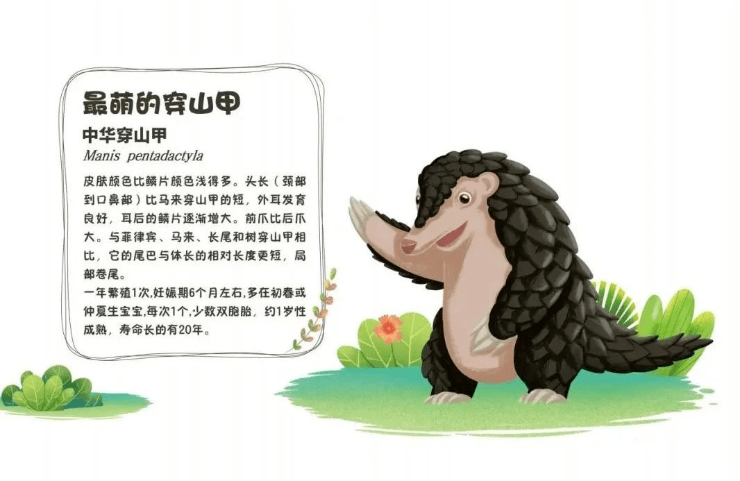 穿山甲由国家二级保护动物提升至一级