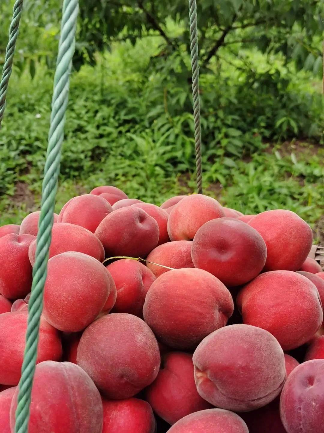 铜梁这里的贵妃红香桃可以采摘啦,去前必看这些福利.