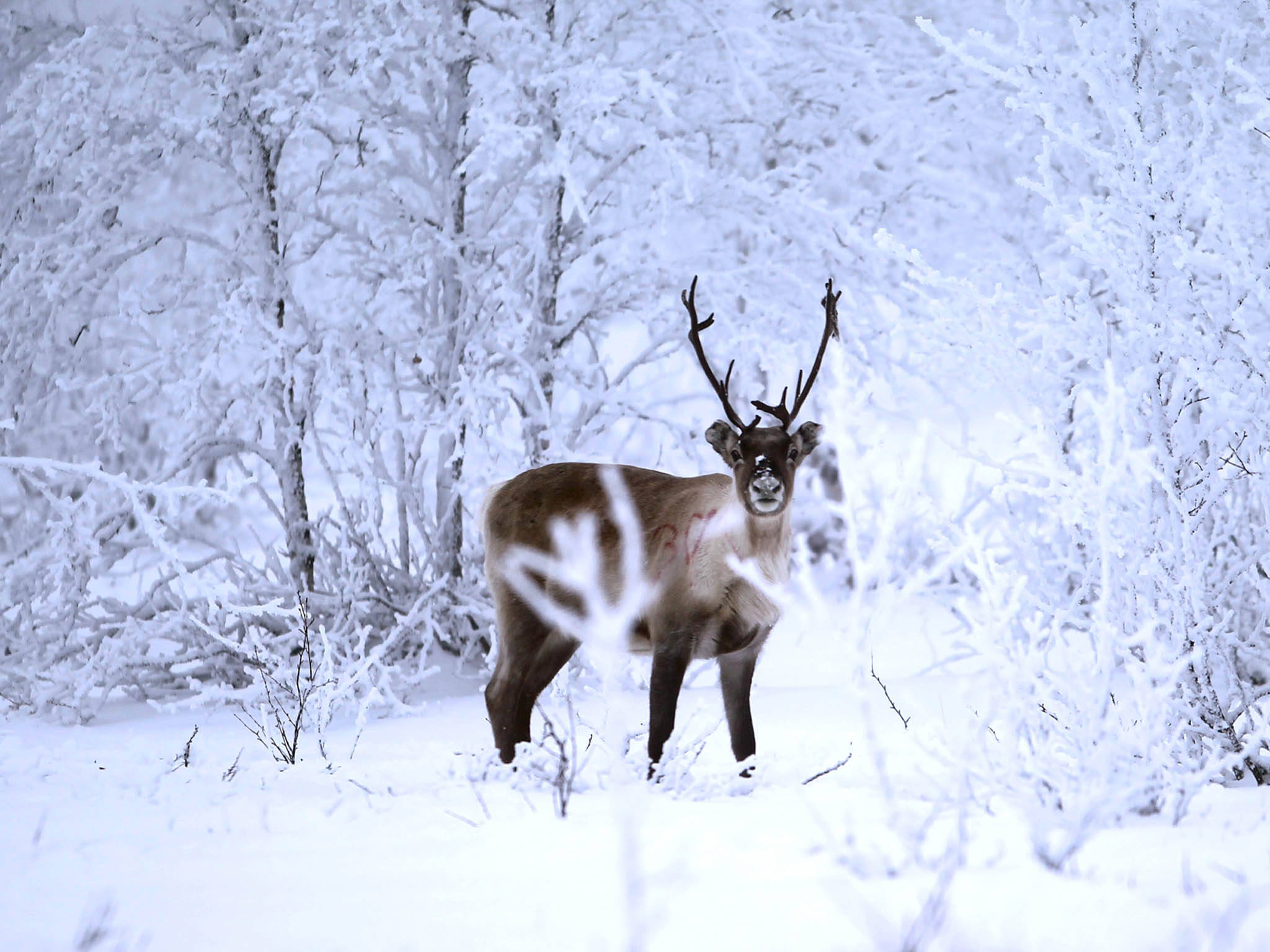 芬兰研究人员绘制出北欧驯鹿的完整基因结构