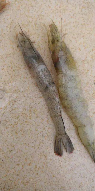 对虾弧菌病预防治疗大全教你一招搞定弧菌病