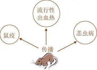 鼠类可以直接把疾病传播给人类或通过体外寄生虫间接传播给人畜.