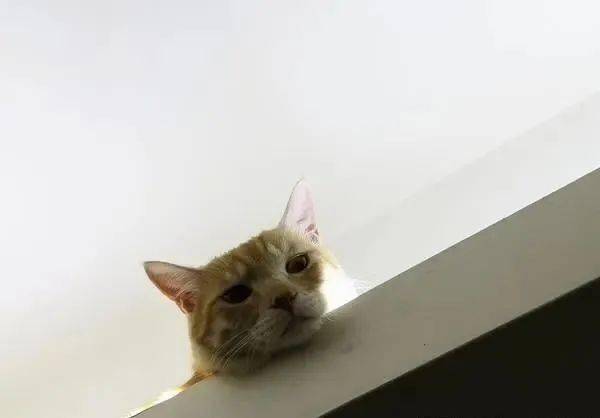 那个表情真的是……"喵星人"啾啾"从小就爱爬上天花板,窝在间接照明的