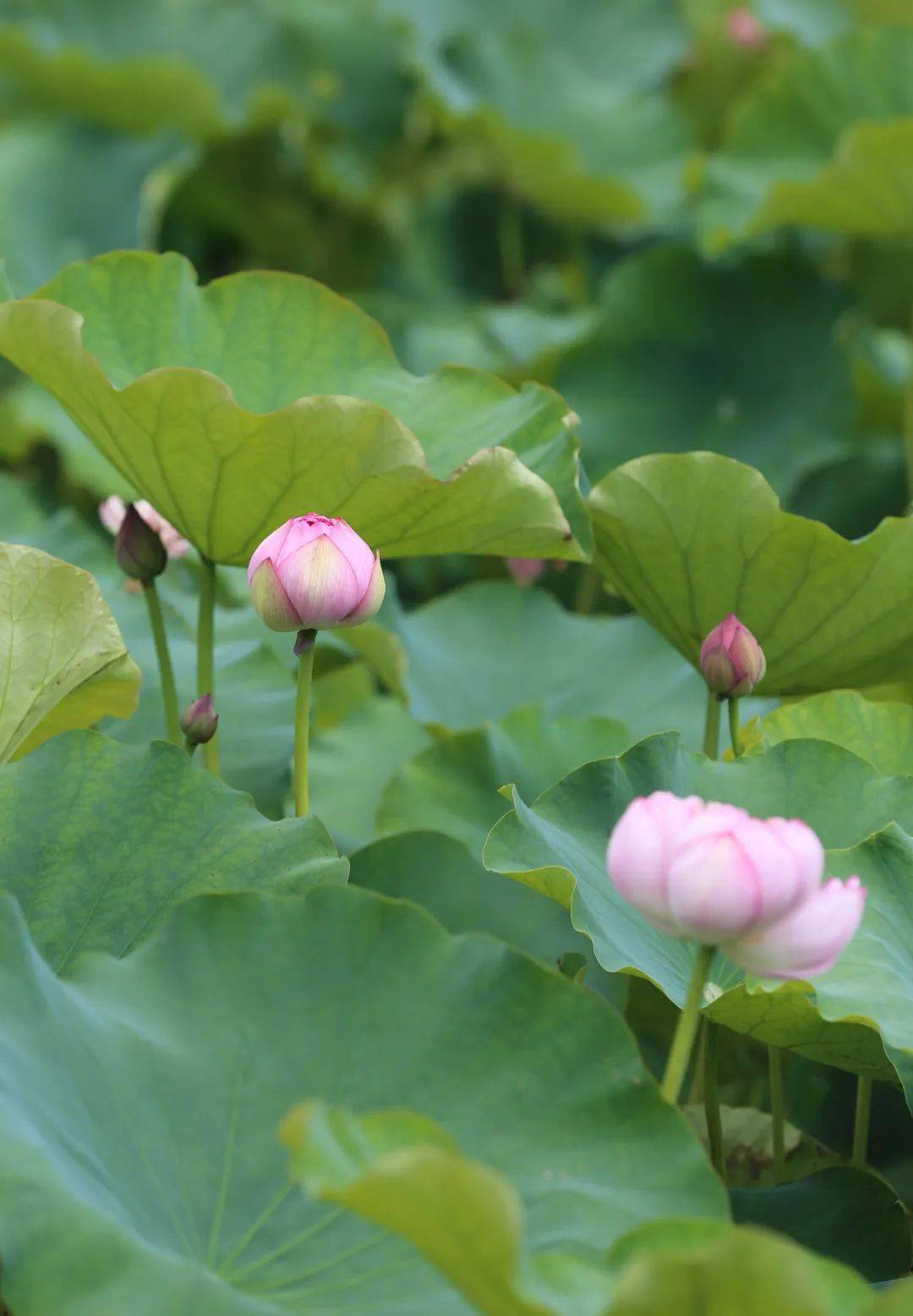 文雅 攝賞花地點夢裡水鄉溼地公園瀛海亭紅船荷塘最佳賞花時期6月-9月