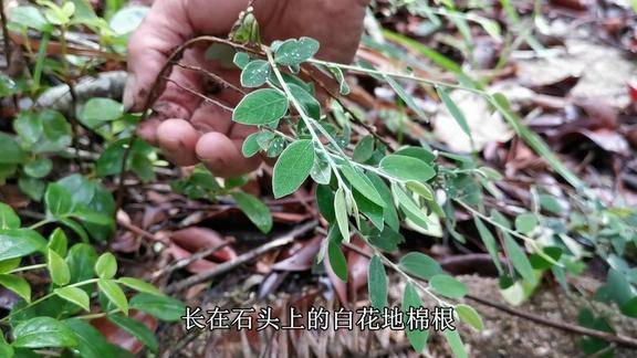 老农在石头上采回来的野货配上排骨一起炖味道胜过人参